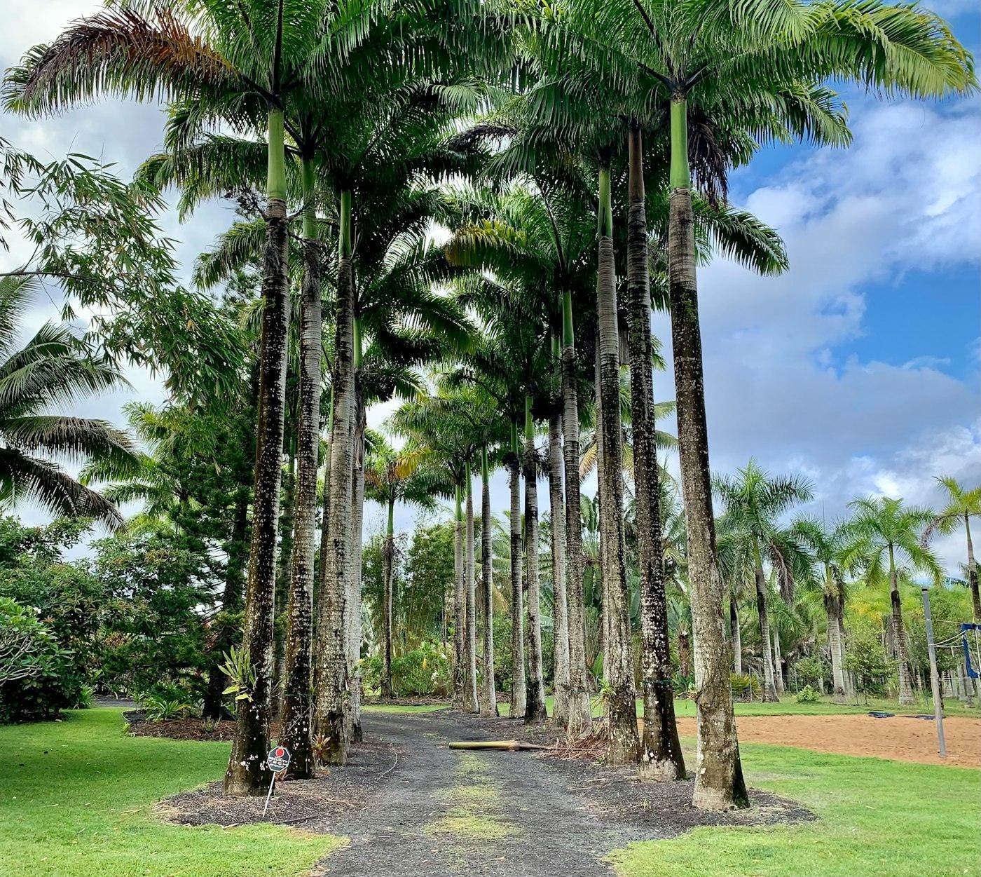 Avenue of royal palm trees