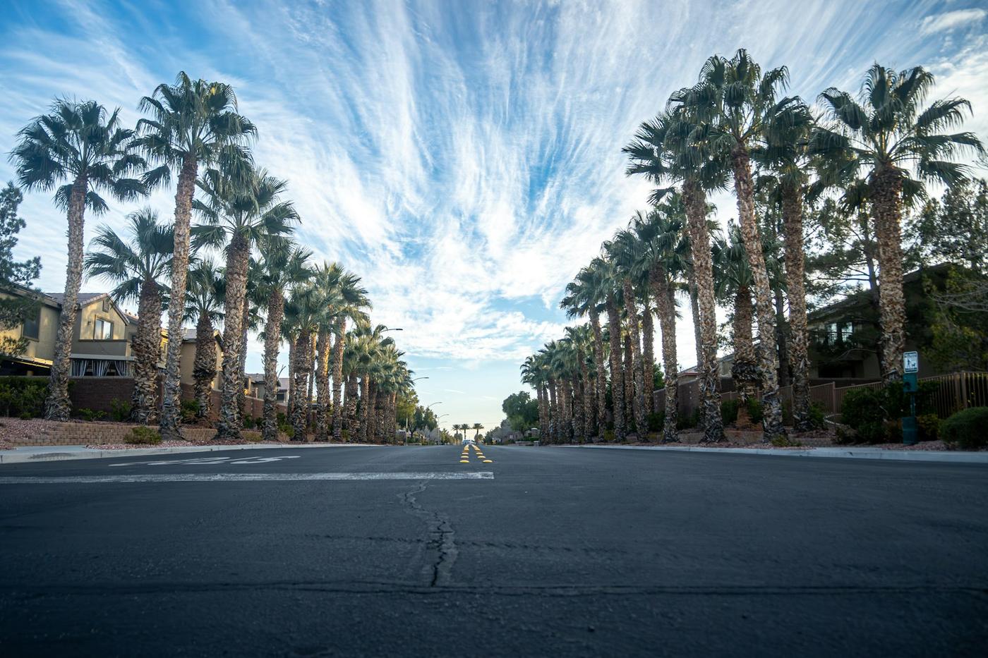 Palm-lined residential street in western Palm Beach County